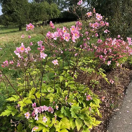 Appartement Weber Bad König