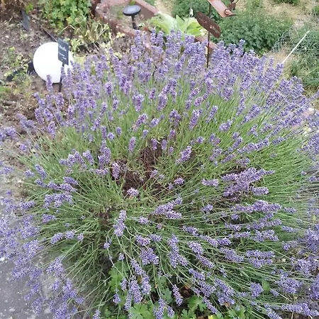 Weber Bad König