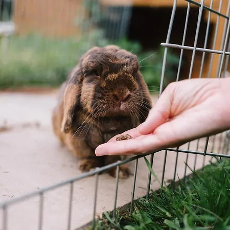 Apartmán Weber Bad König
