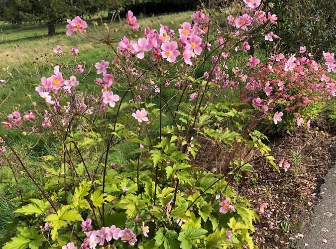 Apartamento Weber Bad König