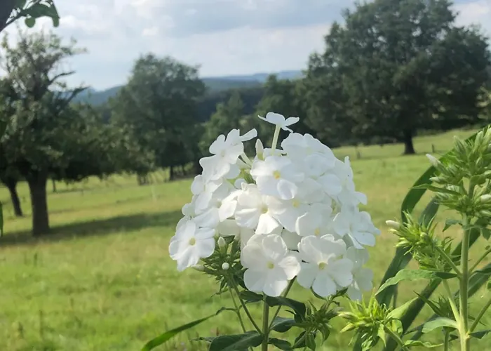 Apartamento Weber Bad König