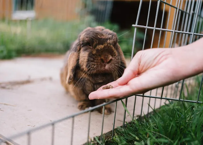 Apartamento Weber Bad König